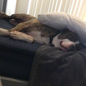 Meet your Posher, Carter